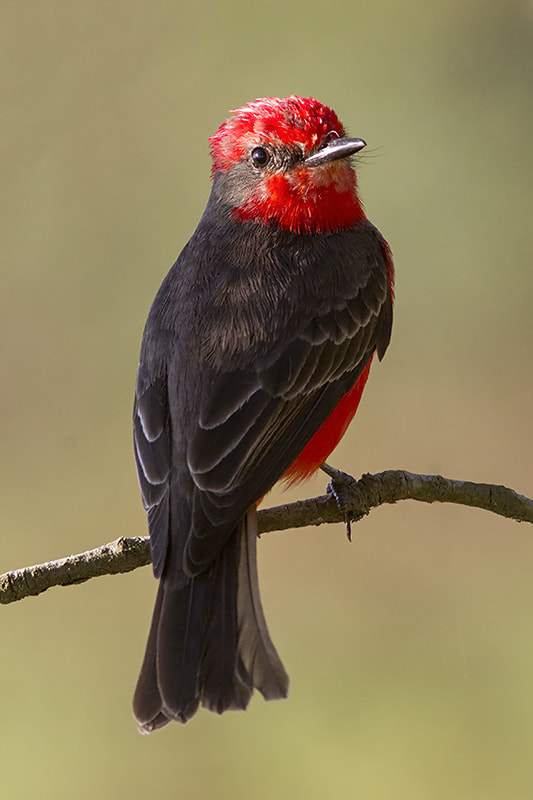 Canon EF 300mm F4L IS USM sample photo. Vermilion flycatcher photography