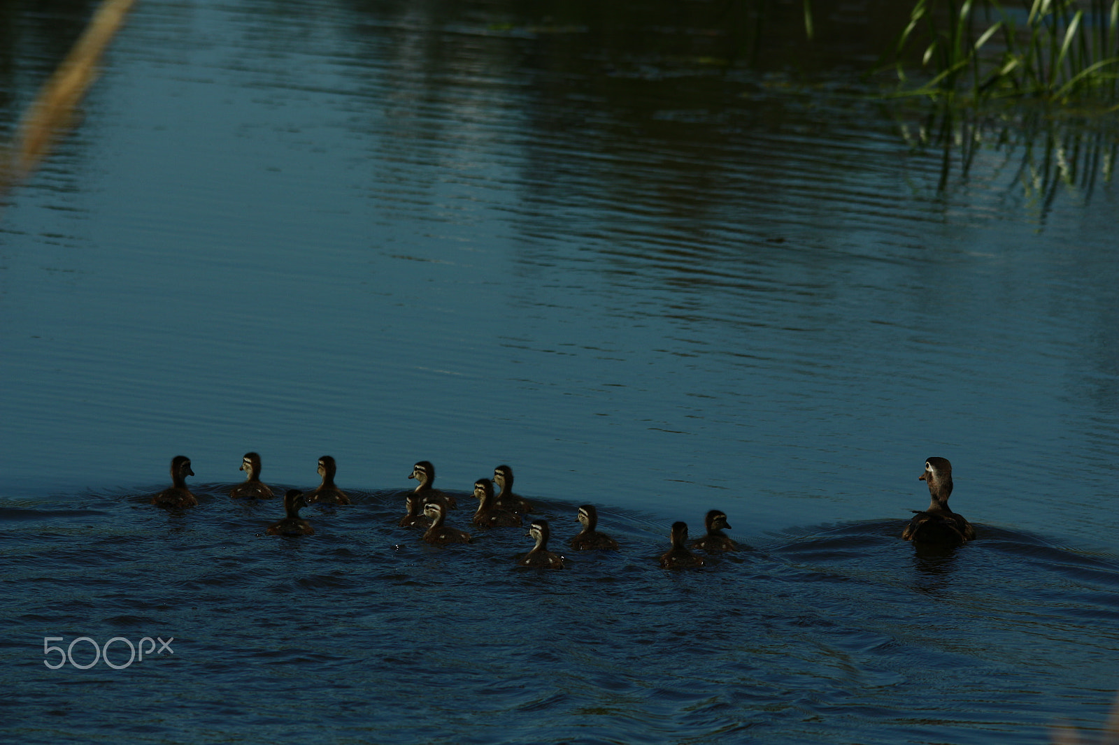 Sigma 150-500mm F5-6.3 DG OS HSM sample photo. Mother and 13 photography