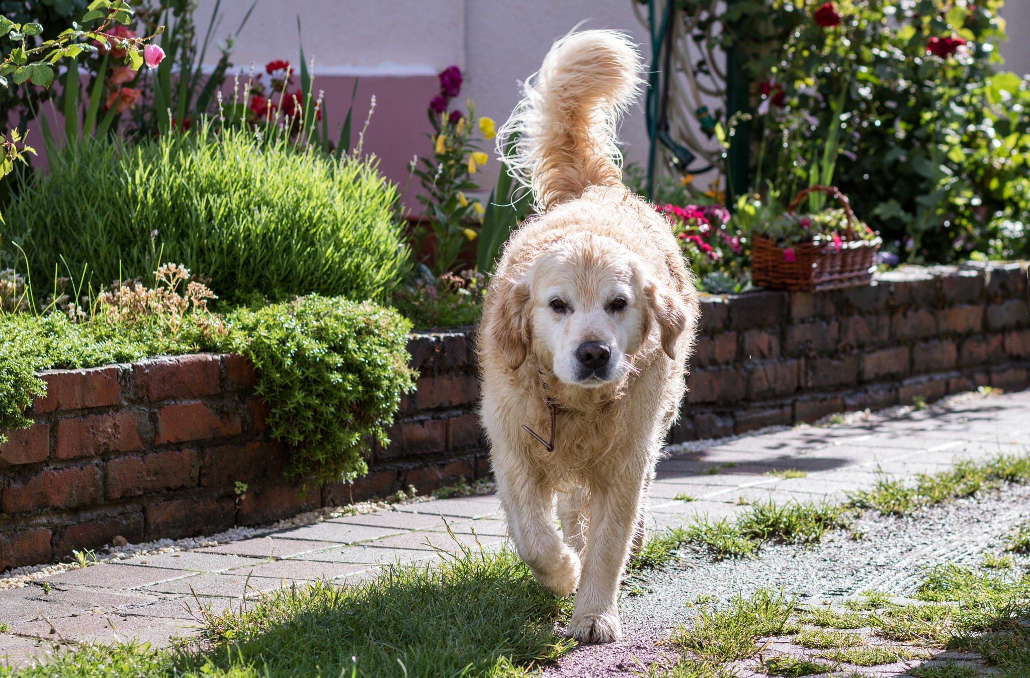 Canon EOS 760D (EOS Rebel T6s / EOS 8000D) + Canon EF 85mm F1.8 USM sample photo. Trying to look dangerous photography