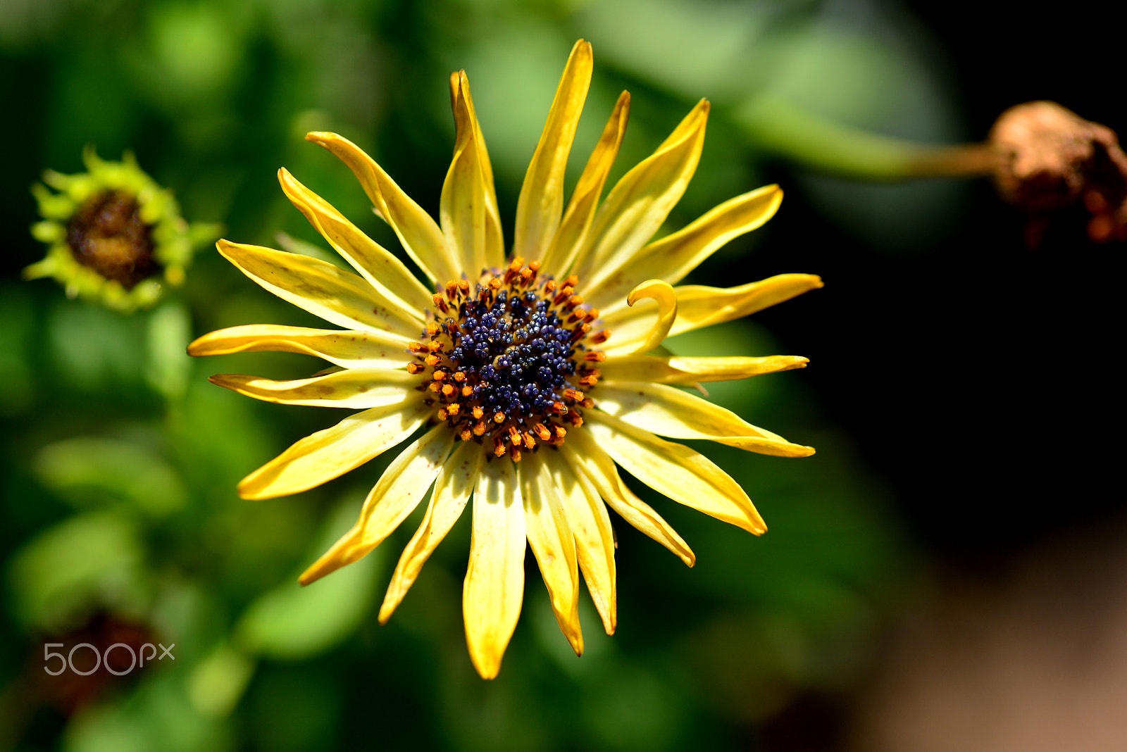 Nikon D600 sample photo. Curl. photography