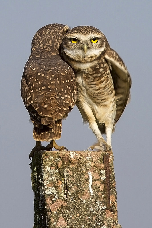Canon EF 300mm F4L IS USM sample photo. Burrowing owl photography