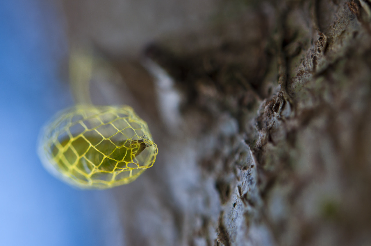 Nikon AF-S Micro-Nikkor 60mm F2.8G ED sample photo. The little cocoon photography
