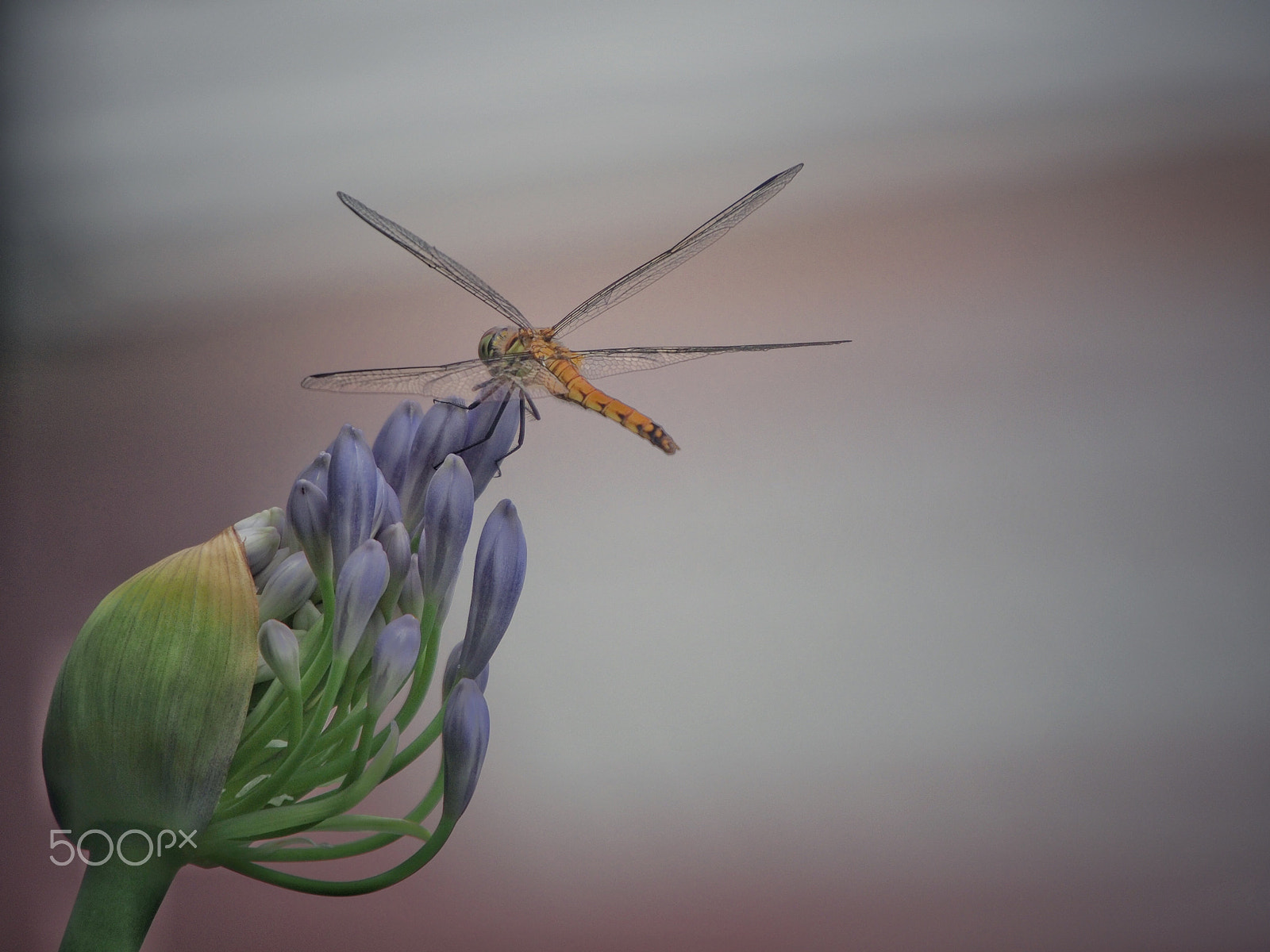 Olympus PEN E-PM2 sample photo. Instinct of the dragonfly photography