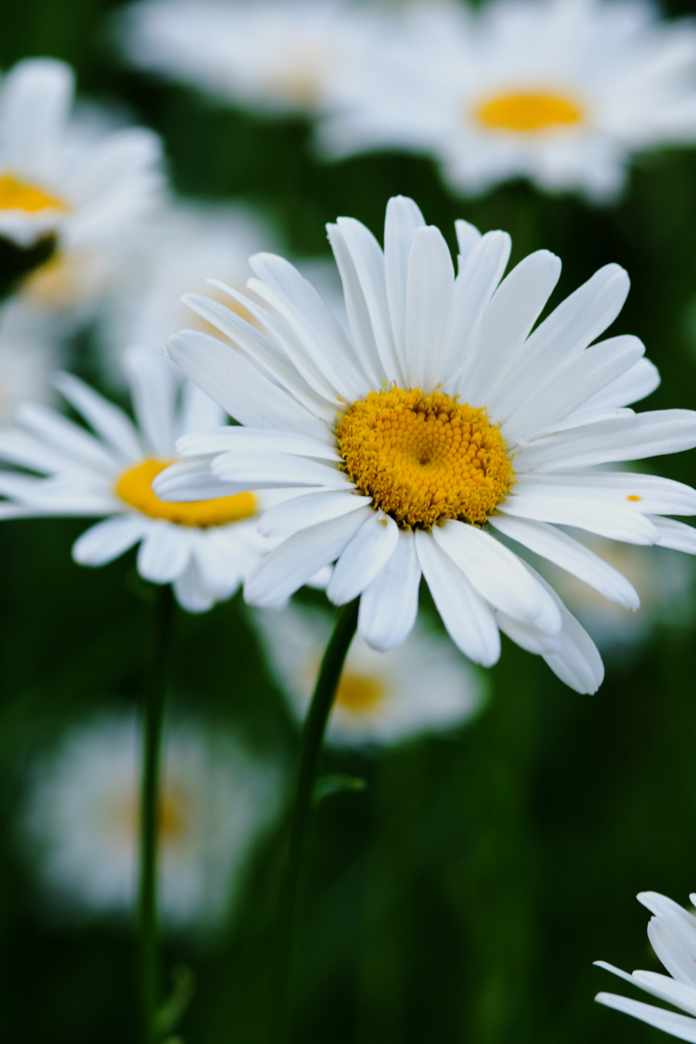 Nikon AF-S Micro-Nikkor 105mm F2.8G IF-ED VR sample photo. Summer daisy photography