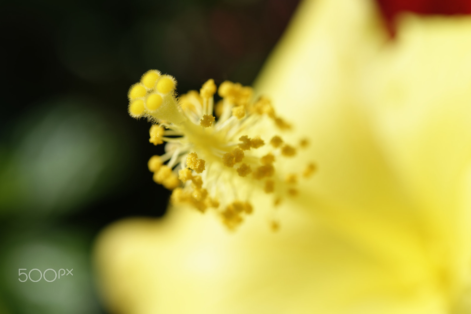 Nikon AF-S Micro-Nikkor 60mm F2.8G ED sample photo. Yellow hibiscus photography