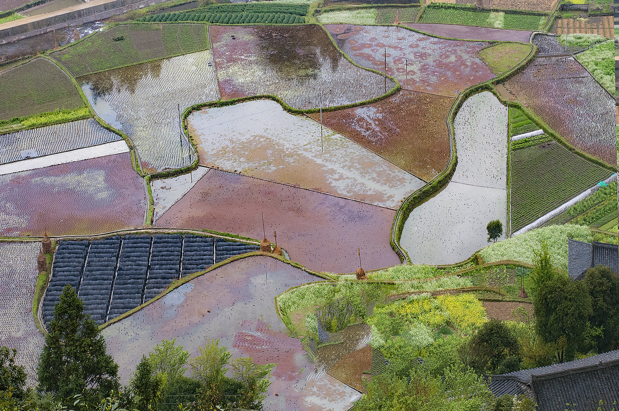 Nikon D300S sample photo. Leishan terraced fields photography