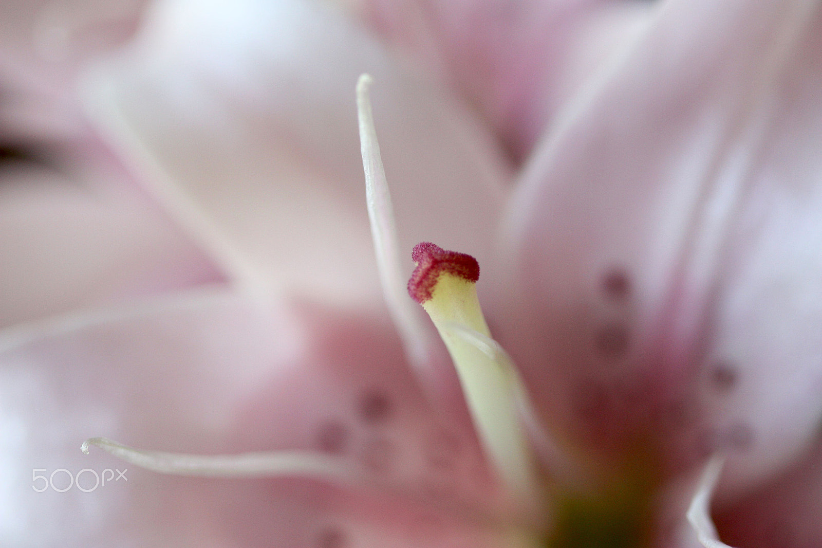 Canon EOS 450D (EOS Rebel XSi / EOS Kiss X2) sample photo. Pretty pink lipstick photography