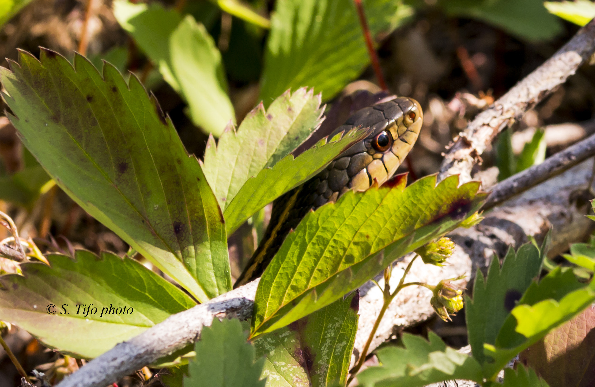 Sigma 105mm F2.8 EX DG OS HSM sample photo. Hide but found .. photography
