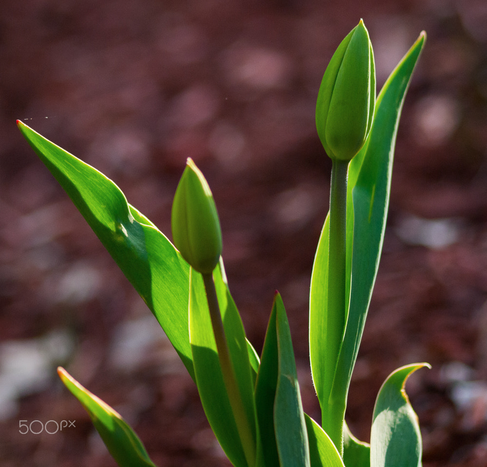 Olympus Zuiko Digital ED 70-300mm F4.0-5.6 sample photo. Shadows of light photography