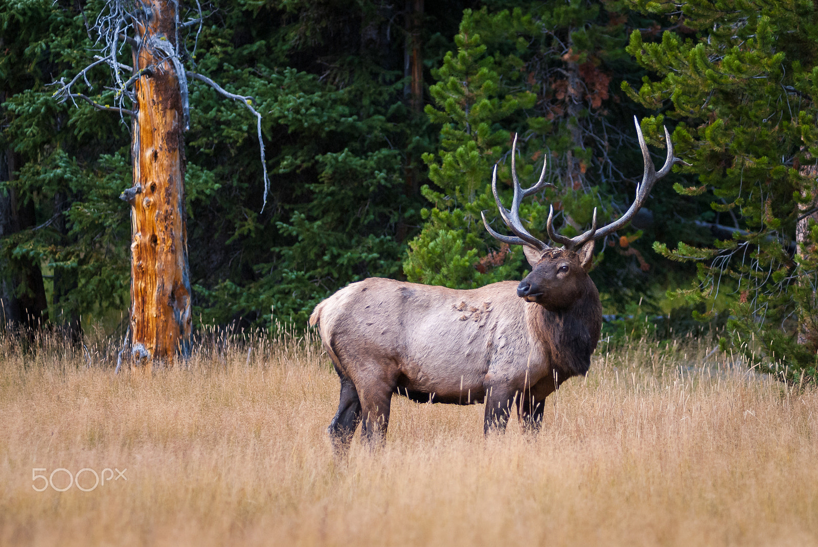 Nikon AF-Nikkor 80-200mm F2.8D ED sample photo. Bull elk photography