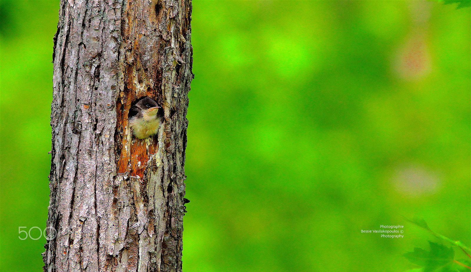 Sigma 150mm f/2.8 EX DG OS HSM APO Macro sample photo. Time to leave the nest photography