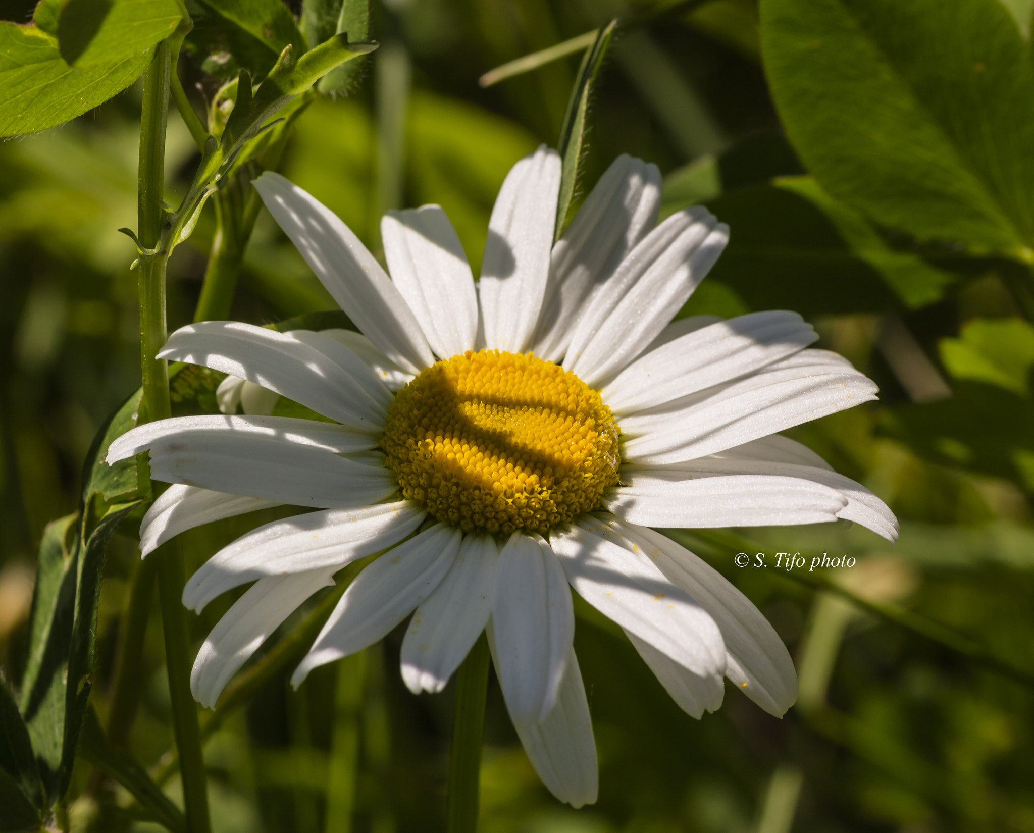 Sigma 105mm F2.8 EX DG OS HSM sample photo. Un peu d'ombre ... photography