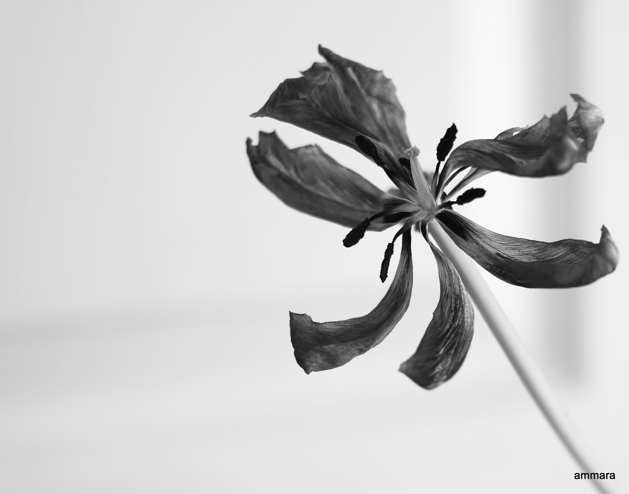 Canon EF 40mm F2.8 STM sample photo. The last dance ~  photography