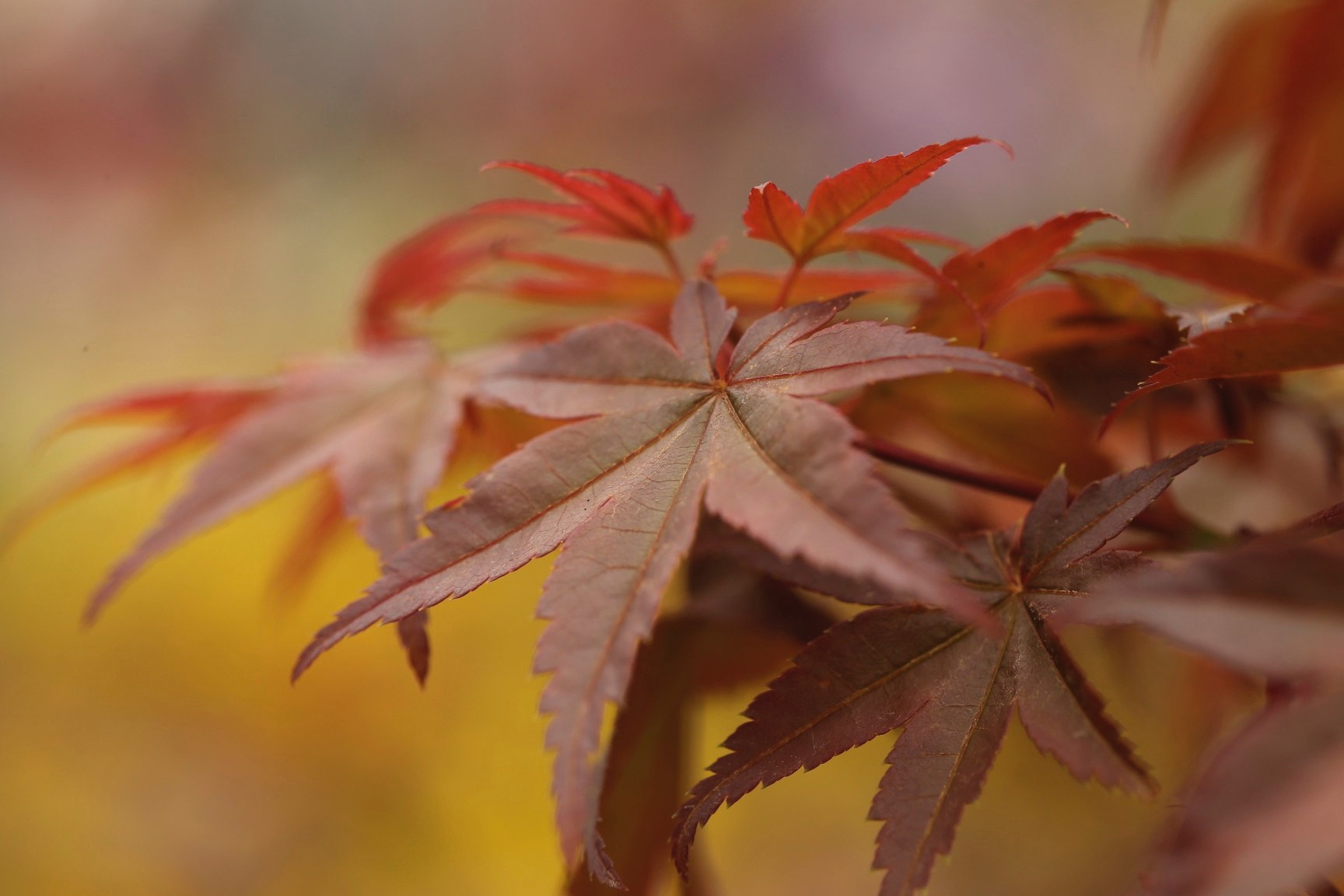 Canon EF 100mm F2.8L Macro IS USM sample photo
