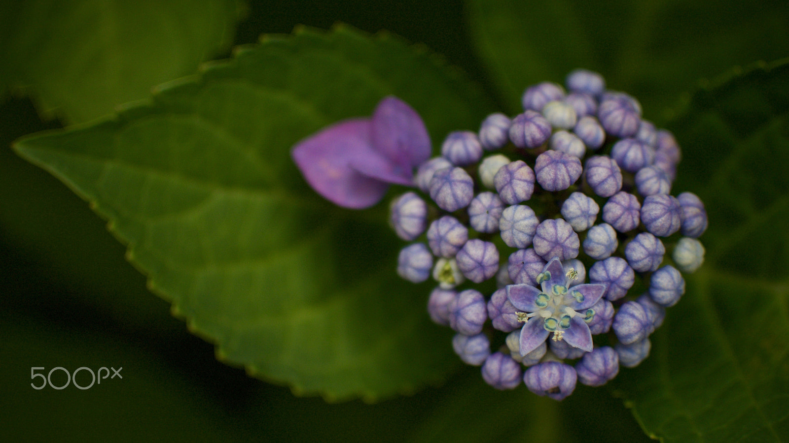 Nikon 1 J2 + Nikon 1 Nikkor 18.5mm F1.8 sample photo. Budding hydrangea photography