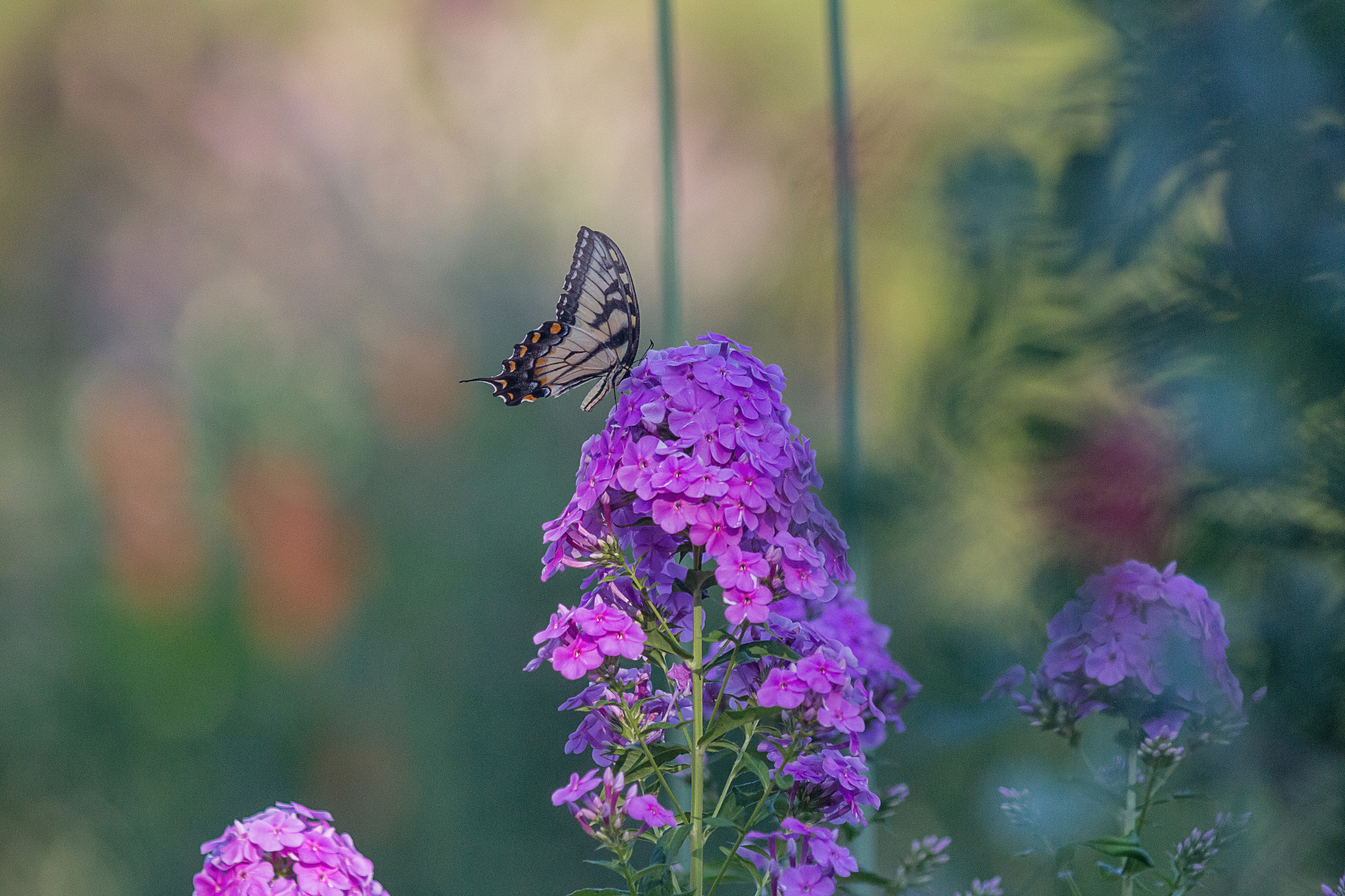 Canon EF 200mm f/2.8L II + 2x sample photo. Summer's dream photography