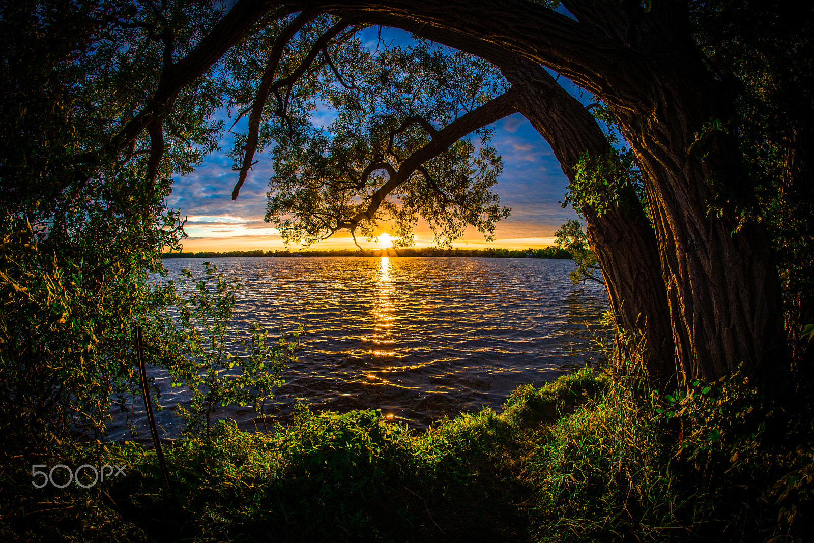 Samyang 12mm F2.8 ED AS NCS Fisheye sample photo. Sunset trees photography
