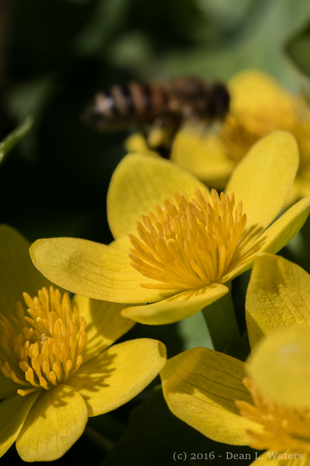 Tamron SP AF 60mm F2 Di II LD IF Macro sample photo. We have a table for one ...  photography