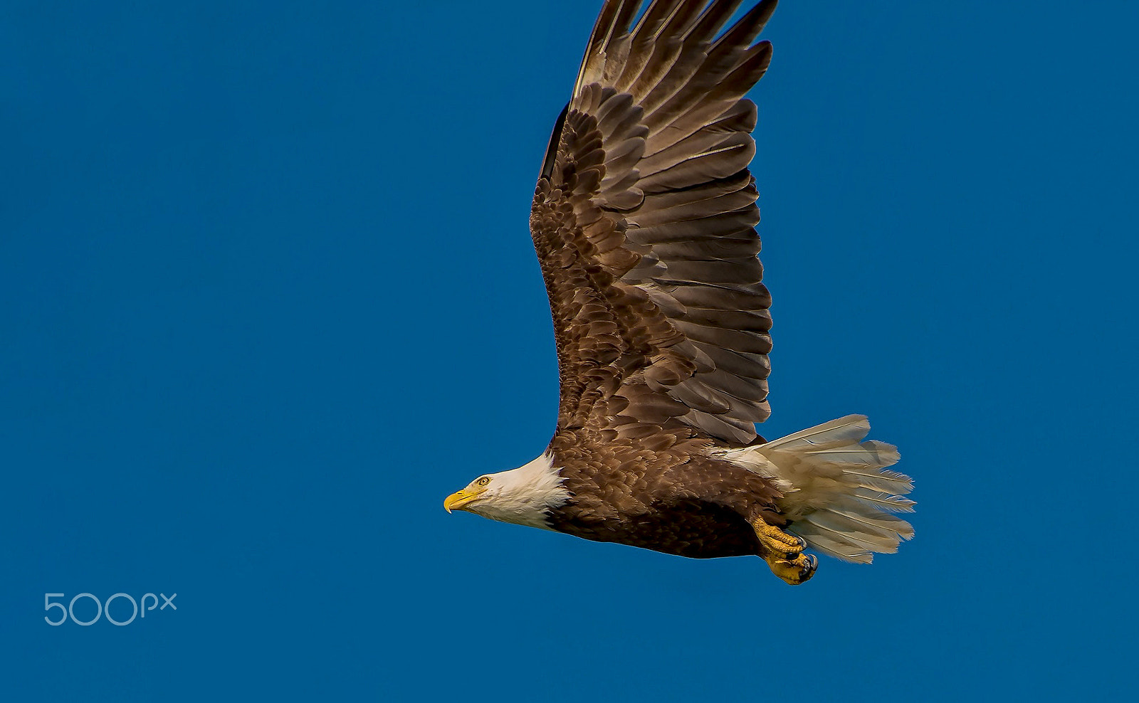 AF-S Nikkor 300mm f/2.8D IF-ED II sample photo. The bald eagle photography