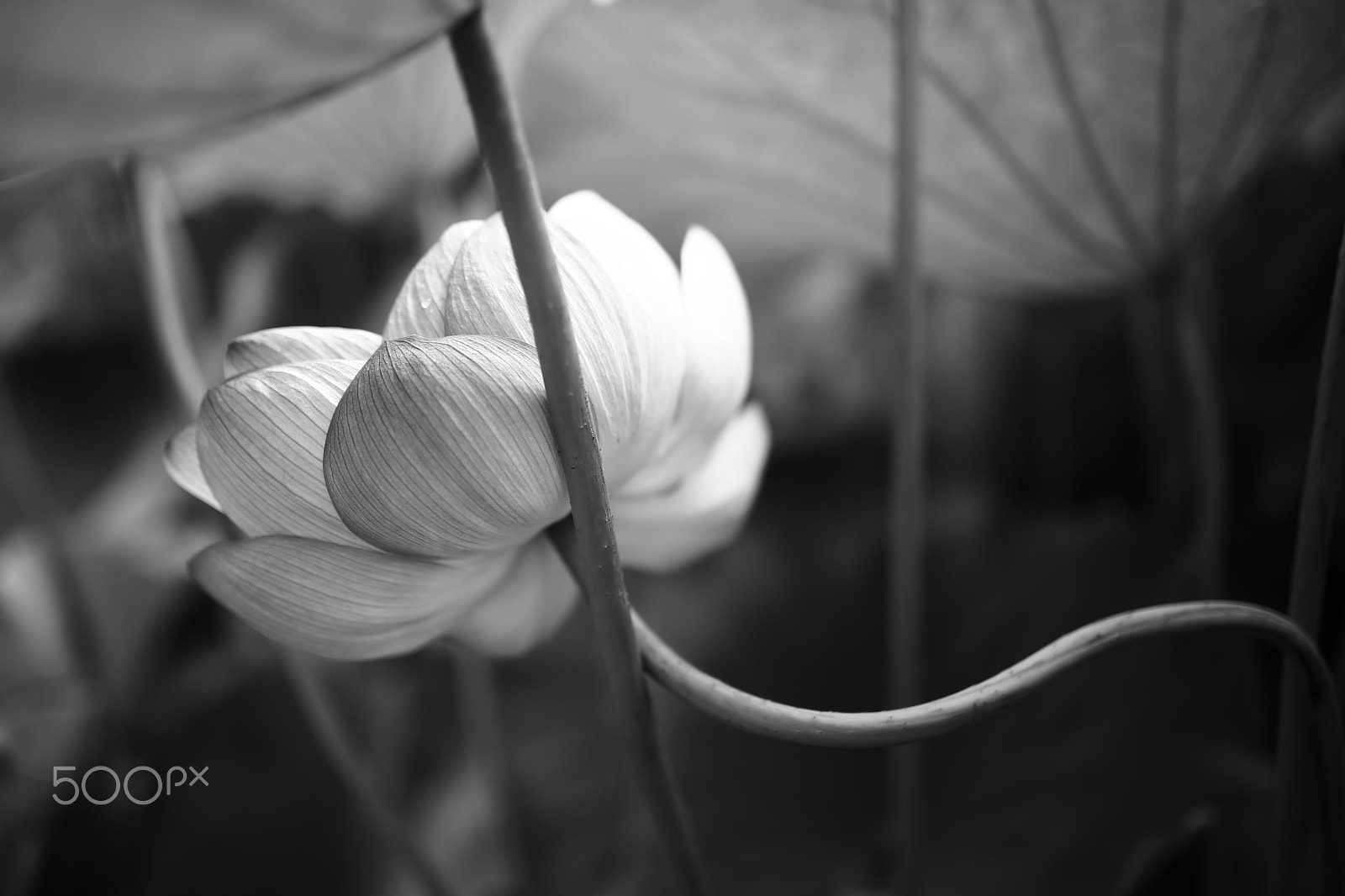 Sigma 35mm F1.4 DG HSM Art sample photo. Lotus photography