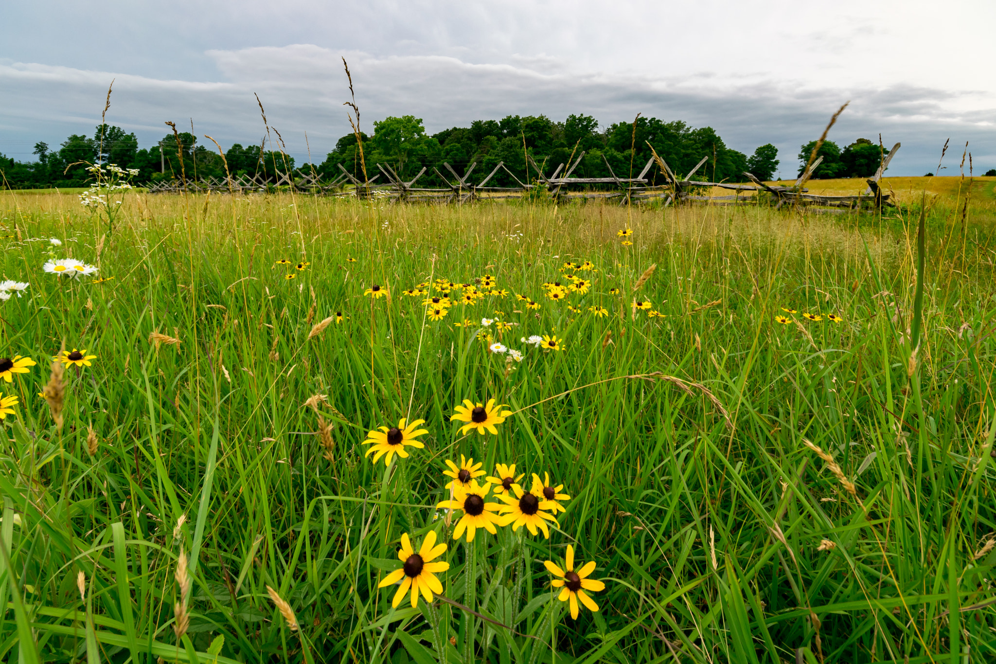 Sigma 10-20mm F4-5.6 EX DC HSM sample photo. Flowers at bull run photography