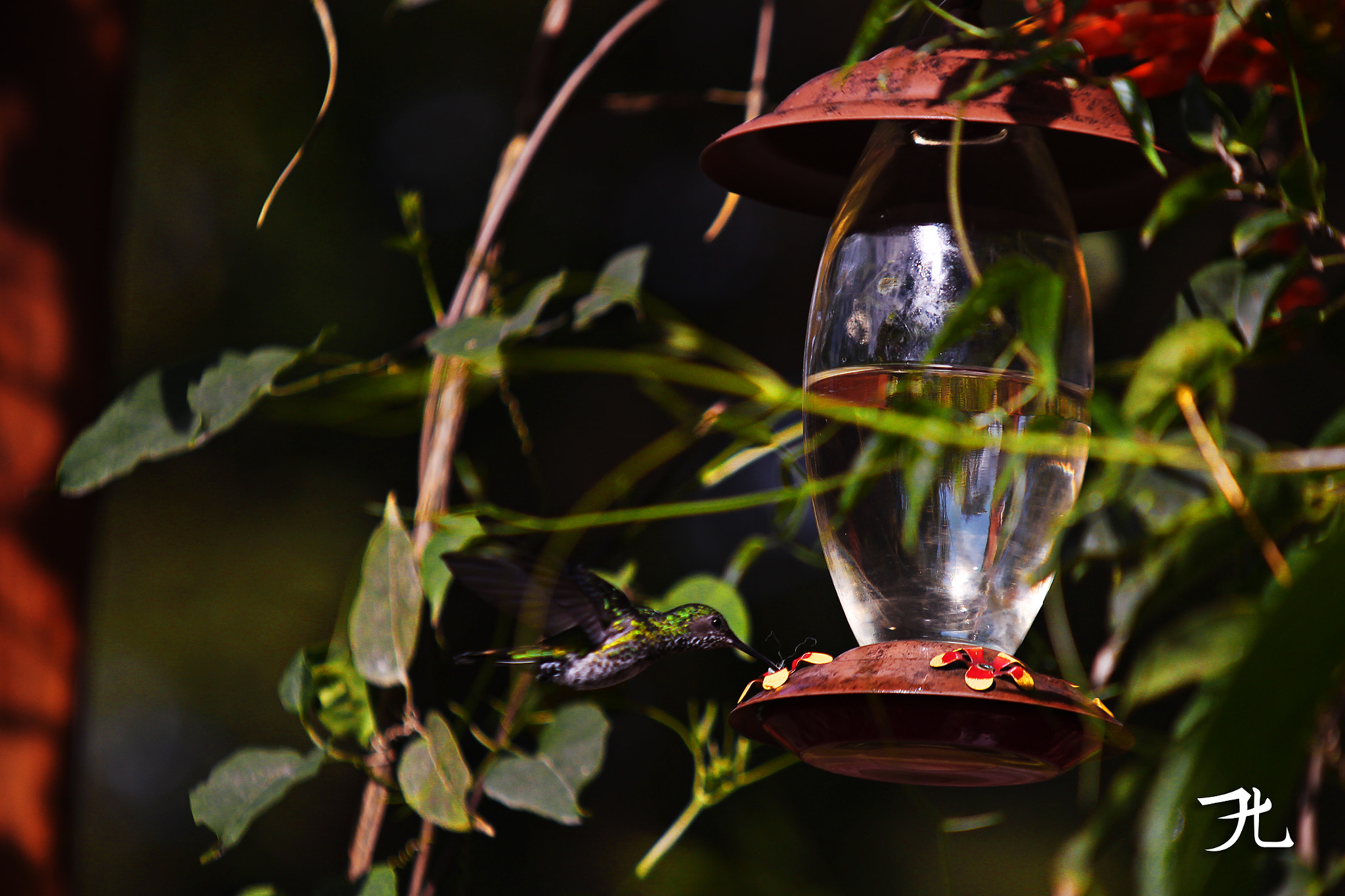 Canon EF 70-200mm F2.8L IS USM sample photo. Quinde hambriento photography
