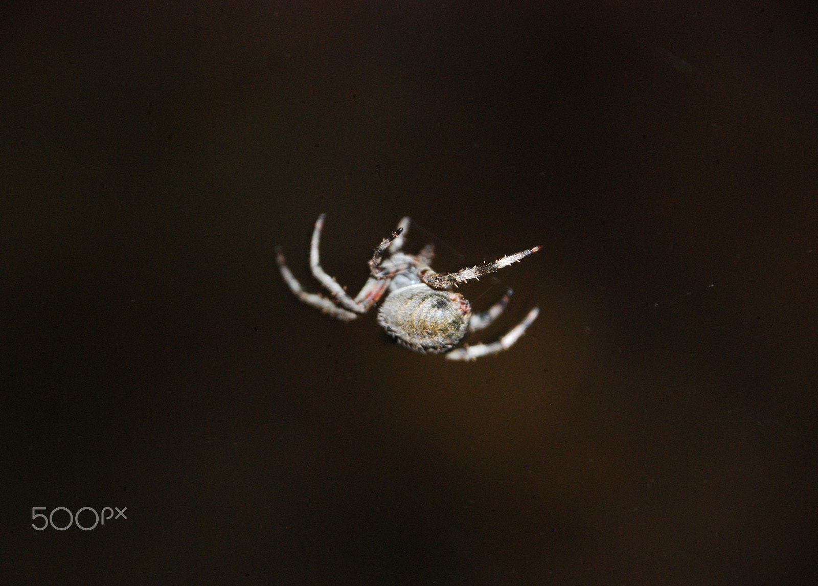 Nikon D40X sample photo. Itsy bitsy photography