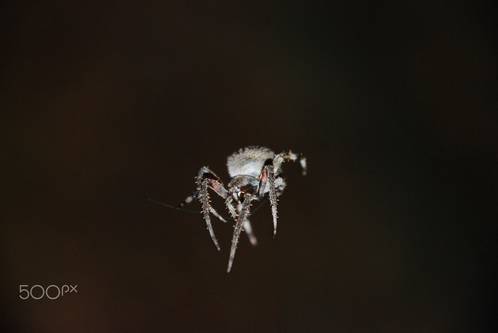 Nikon D40X sample photo. Spider in the spotlight photography