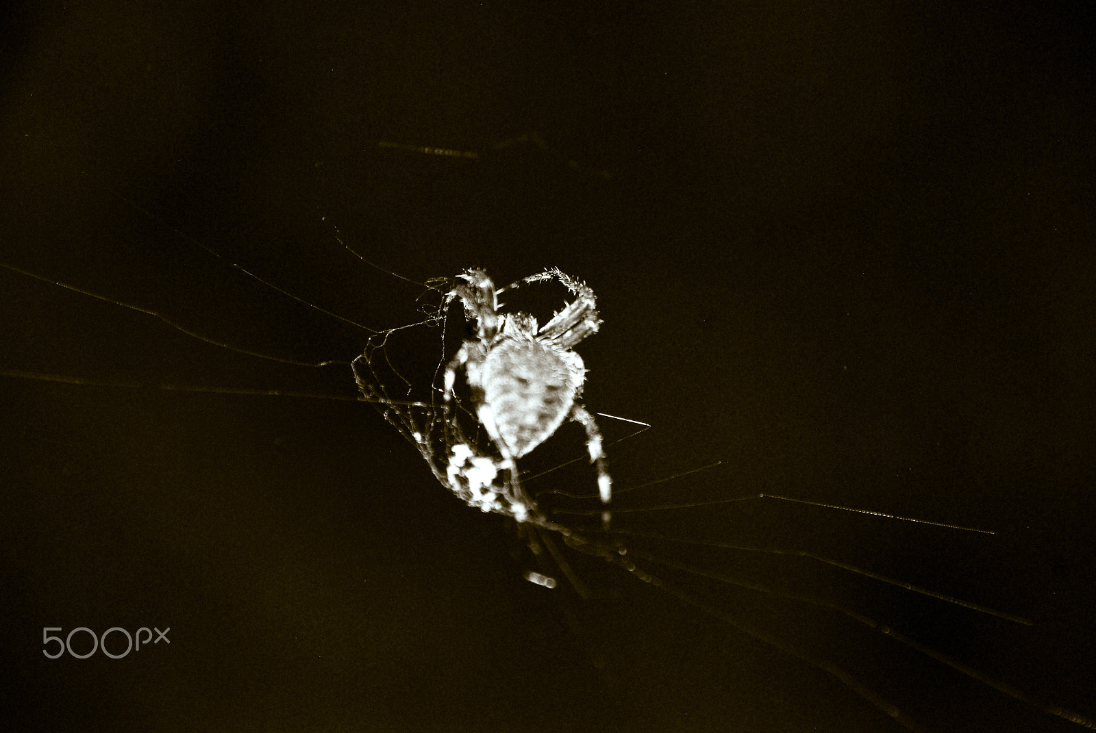 Nikon D40X sample photo. My web photography