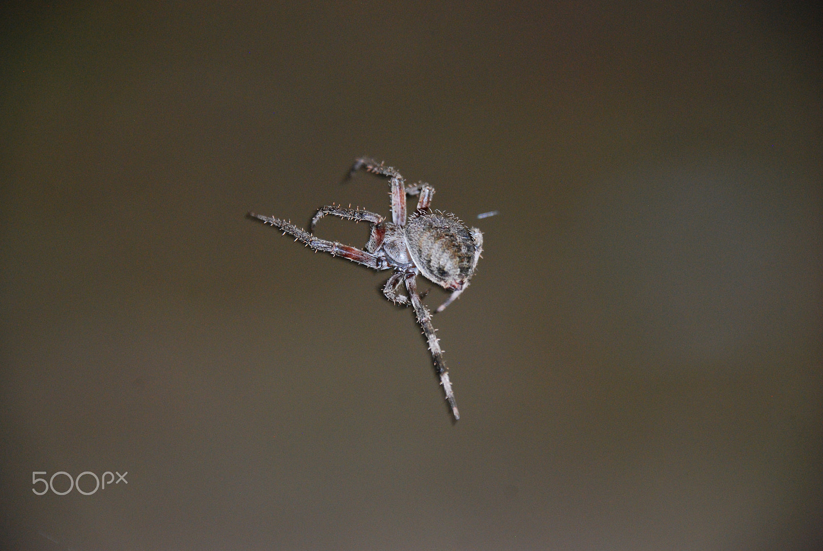 Nikon D40X sample photo. Spider photography