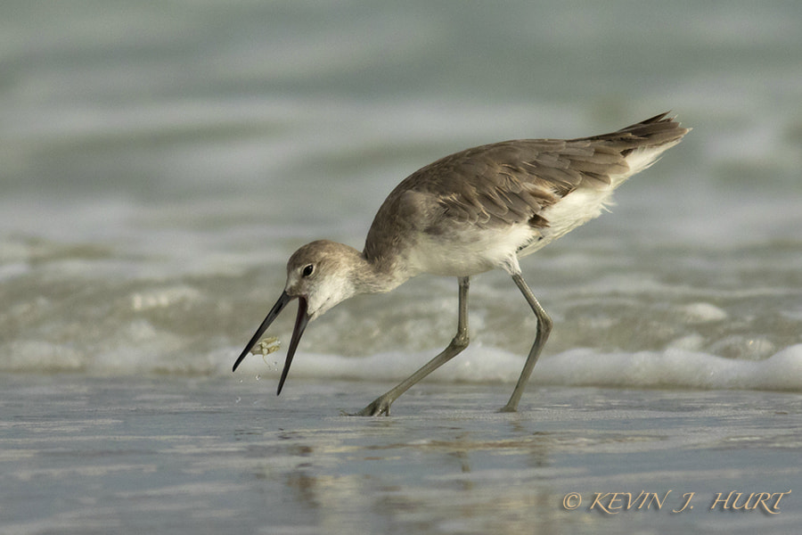 Canon EF 500mm f/4.5L + 1.4x sample photo. Willet with prey - 1 photography