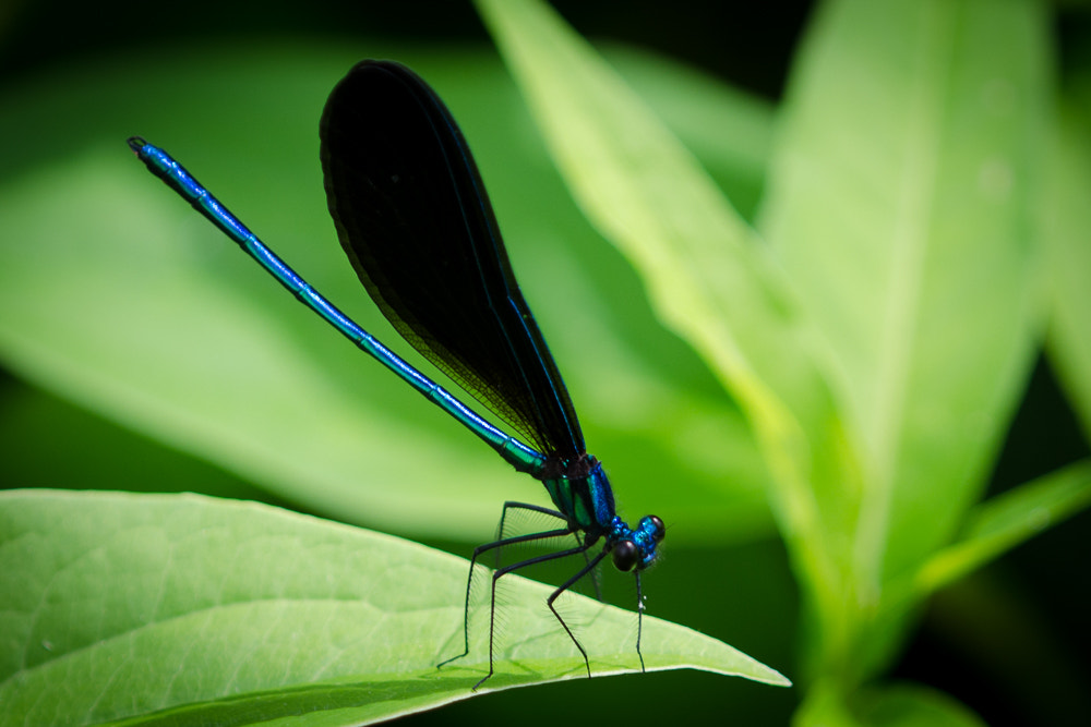 Nikon D7000 + Nikon AF Micro-Nikkor 200mm F4D ED-IF sample photo. Ebony jewelwing photography