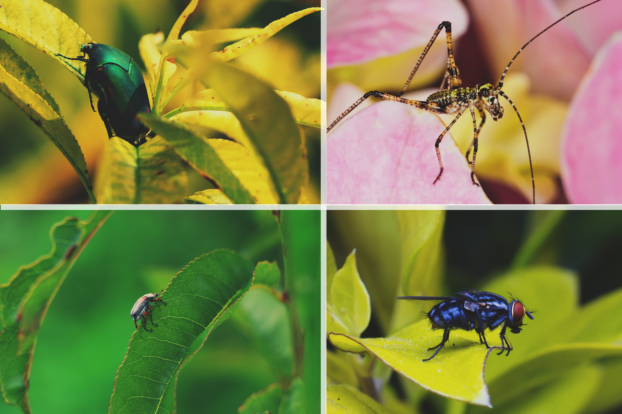 Canon EOS 650D (EOS Rebel T4i / EOS Kiss X6i) sample photo. Bicho photography
