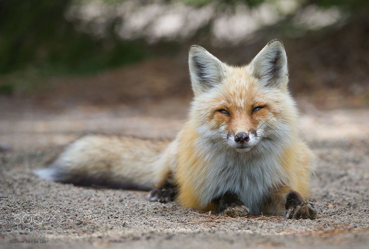 Nikon AF-S Nikkor 200-400mm F4G ED-IF VR sample photo. Resting photography