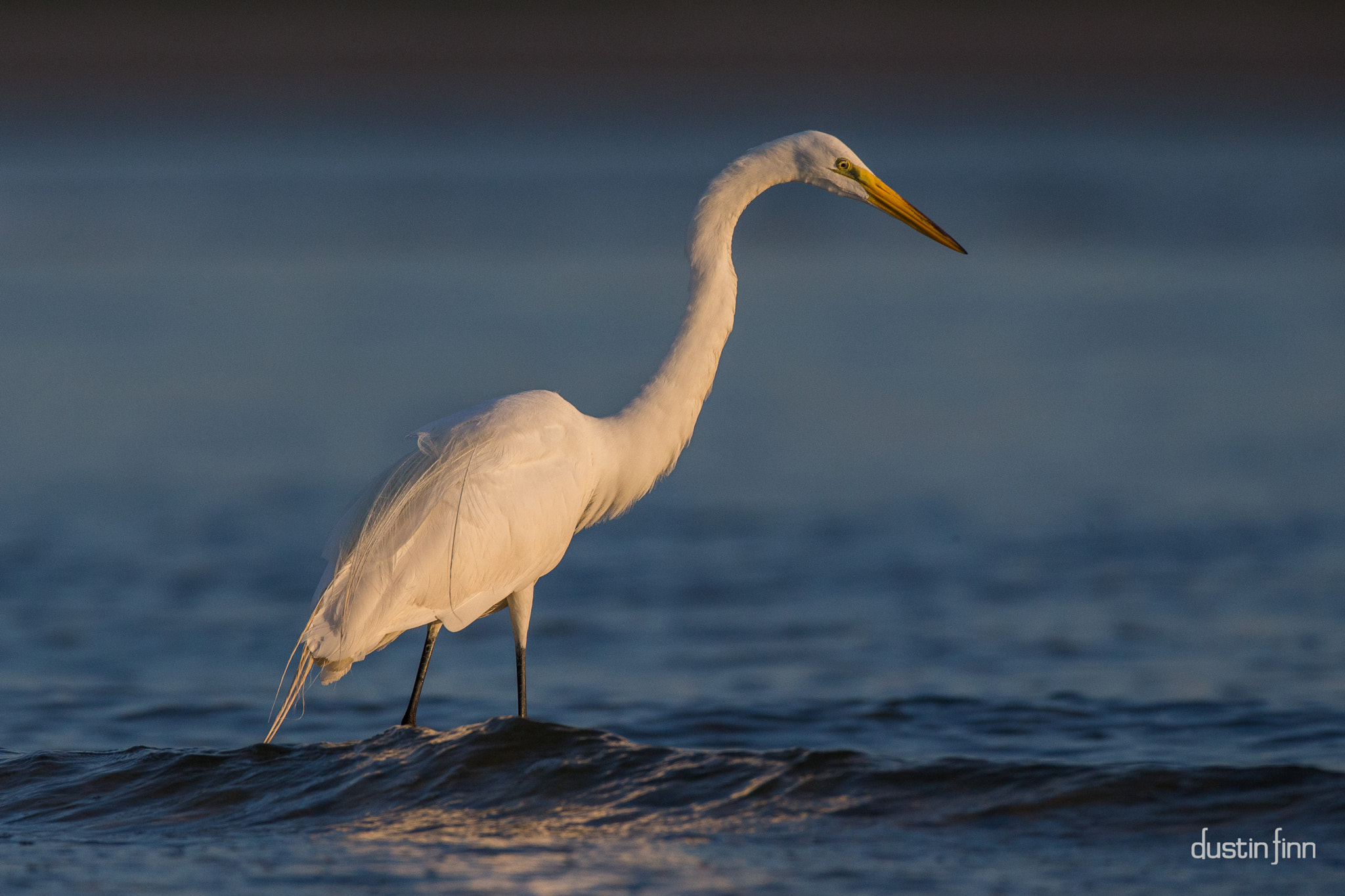 Canon EF 600mm F4L IS USM sample photo. Breaking light photography
