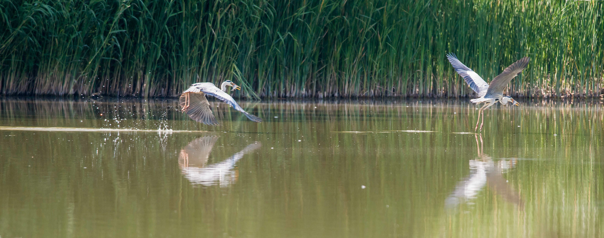 Nikon D3 + Nikon AF-S Nikkor 300mm F4D ED-IF sample photo. Dsc_9013-1.jpg photography