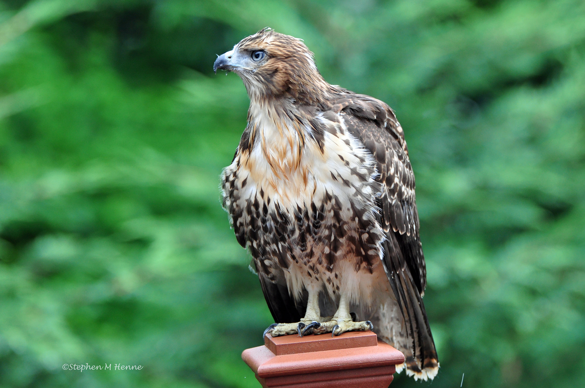 Nikon D90 + Nikon AF-S Nikkor 70-200mm F2.8G ED VR II sample photo. Caught this red-tailed hawk out on my deck this morning photography