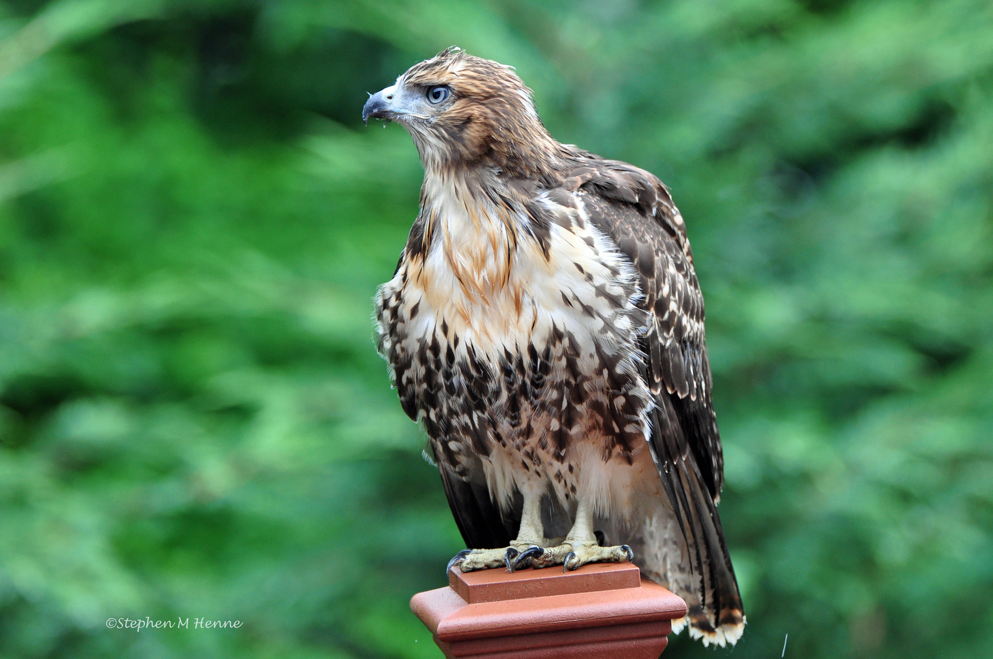 Nikon AF-S Nikkor 70-200mm F2.8G ED VR II sample photo. Caught this red-tailed hawk out on my deck this morning photography