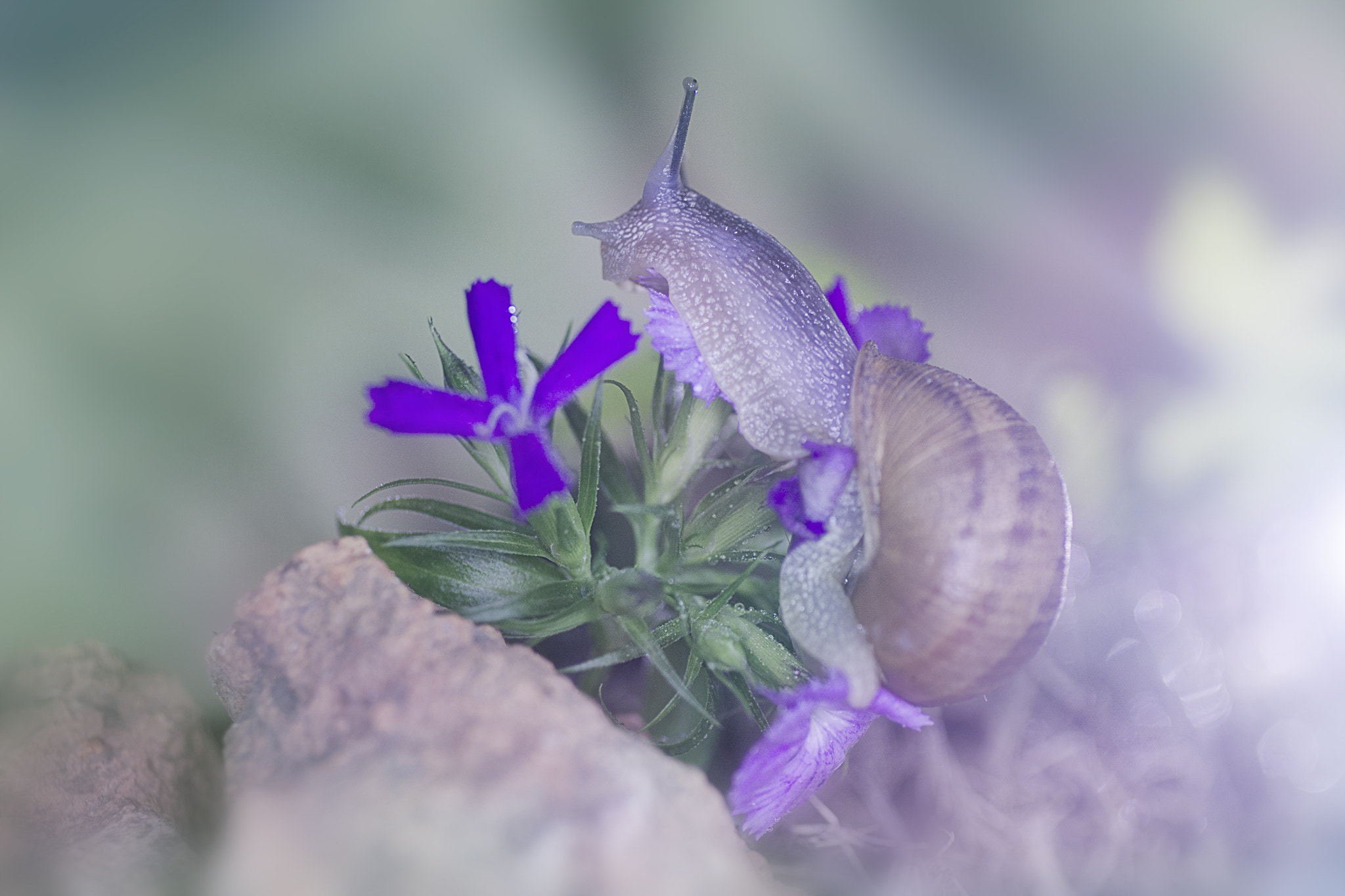 Canon EF 50mm F2.5 Macro sample photo. "thanks for your magic" photography