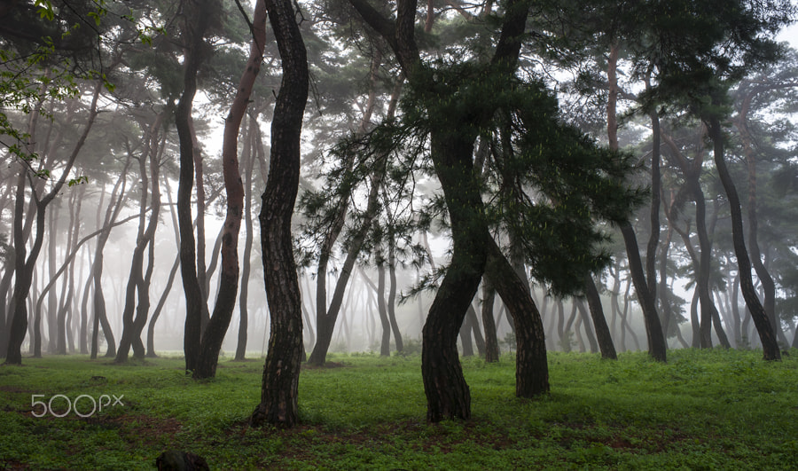 Nikon D3 + Nikon AF-S Nikkor 35mm F1.4G sample photo. Pine trees and fog photography