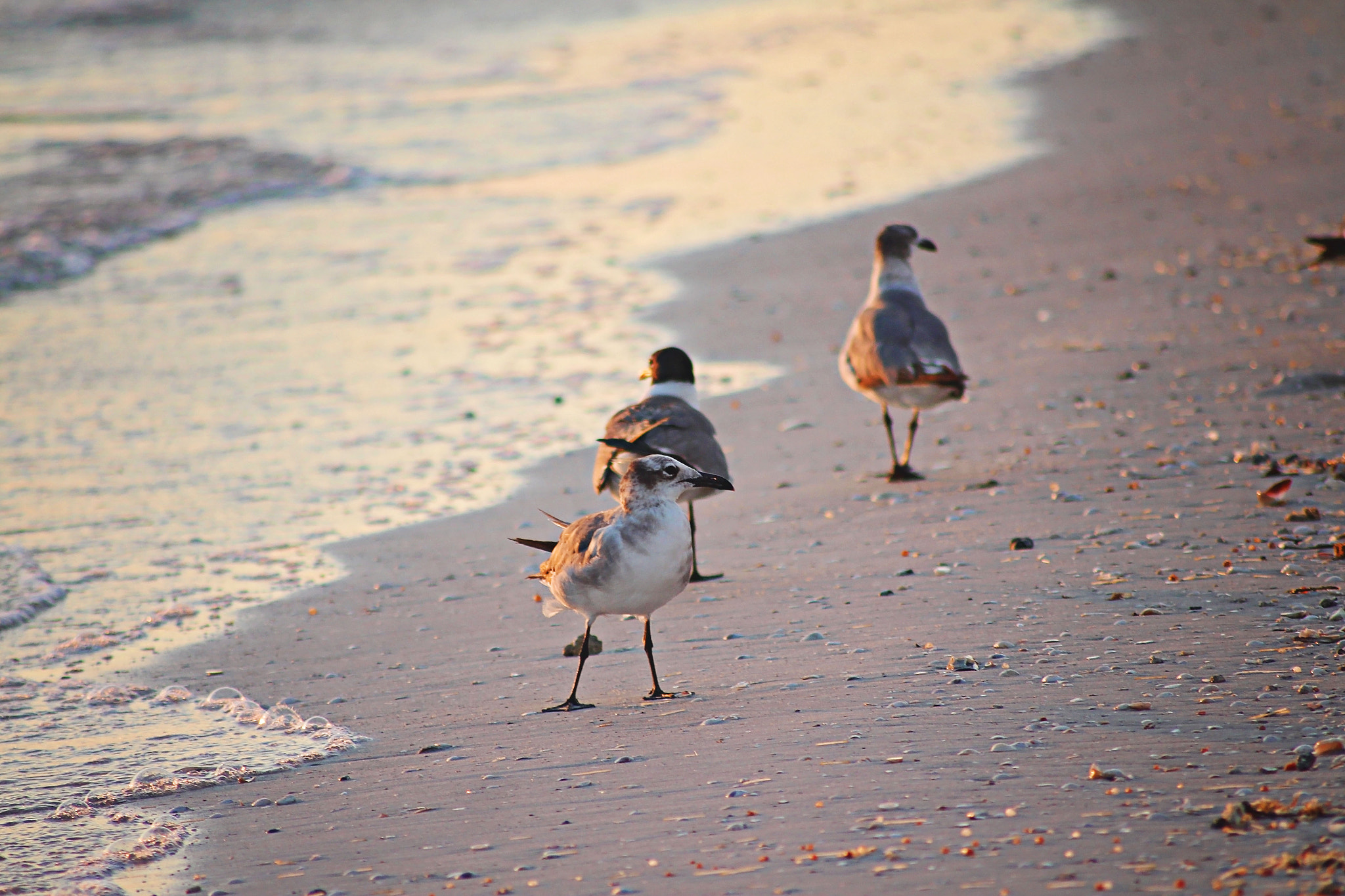 Canon EOS 650D (EOS Rebel T4i / EOS Kiss X6i) sample photo. Beach life photography