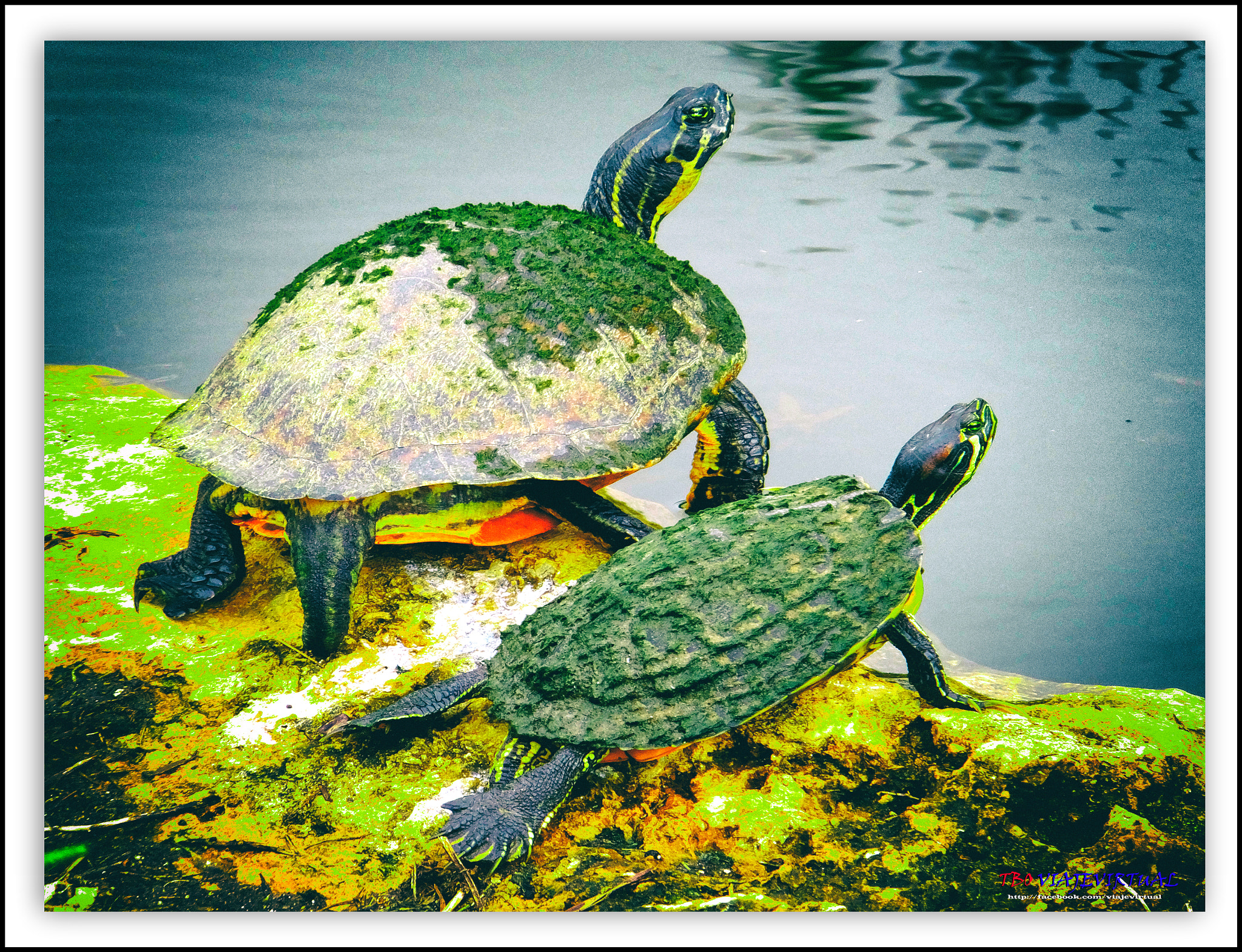 Fujifilm FinePix F850EXR sample photo. Florida turtles. resting photography