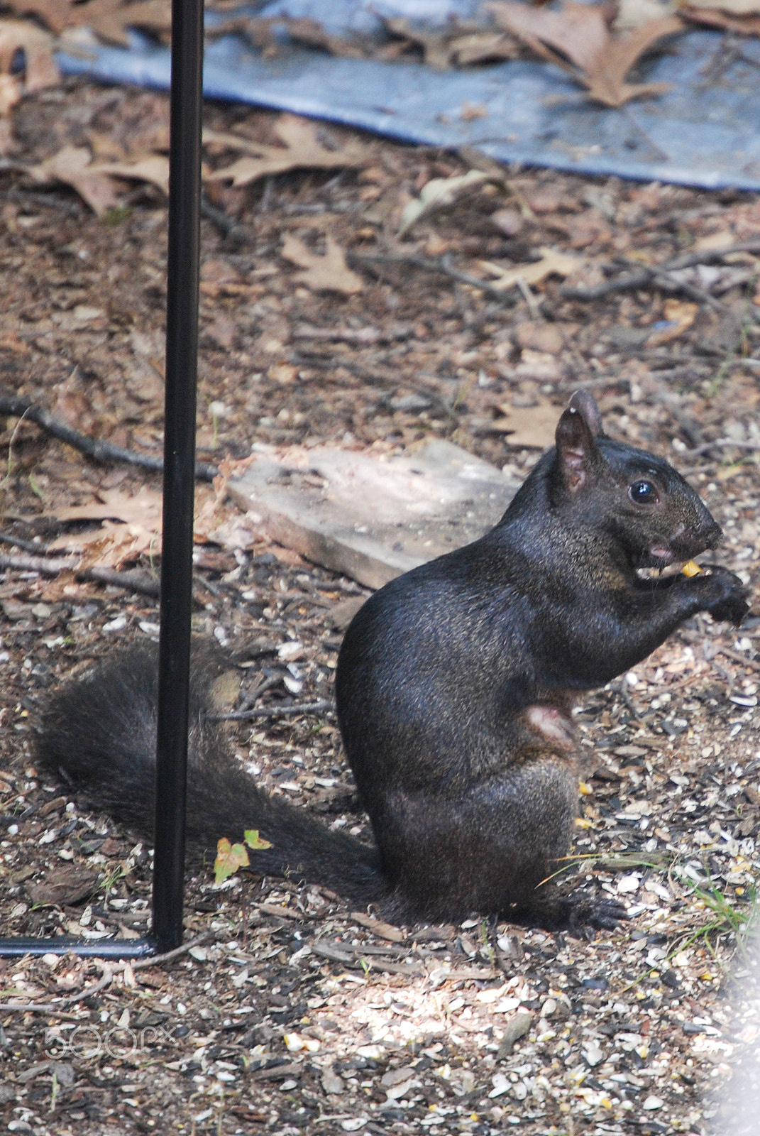 Nikon D40X sample photo. Feeding time photography