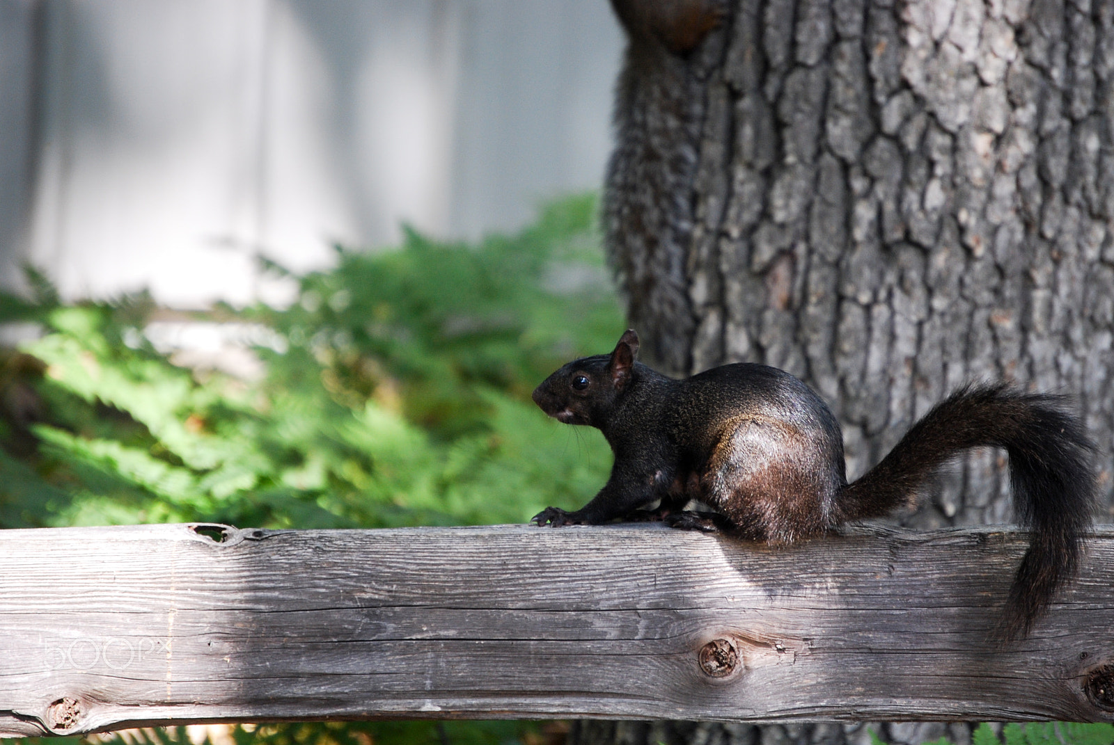 Nikon D40X sample photo. Follow the fence photography