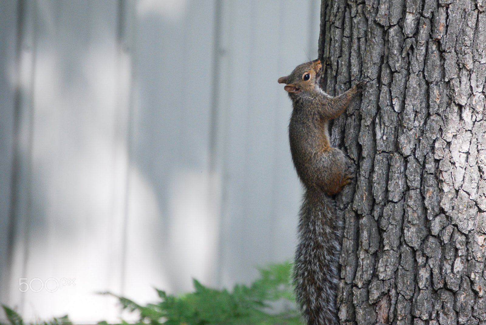 Nikon D40X sample photo. Time to go photography