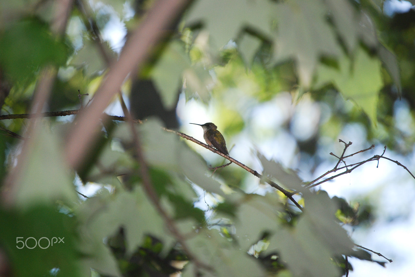 Nikon D40X sample photo. A second respite photography
