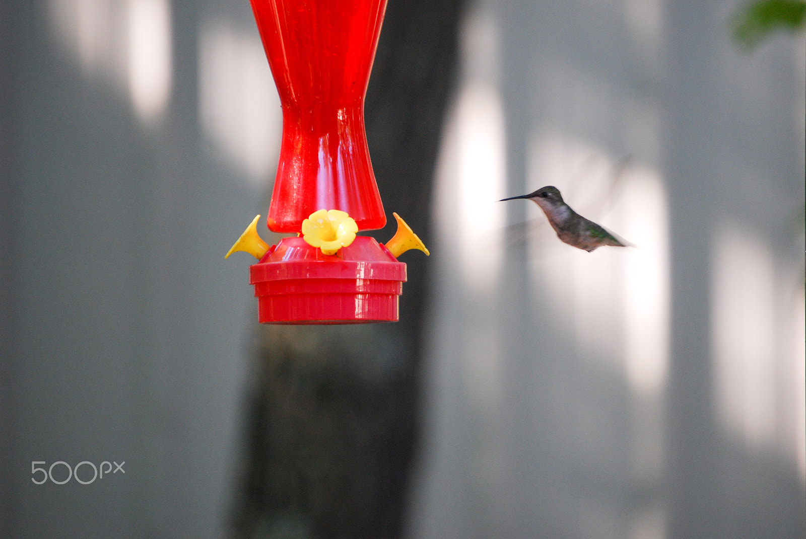 Nikon D40X sample photo. Feeding time! photography