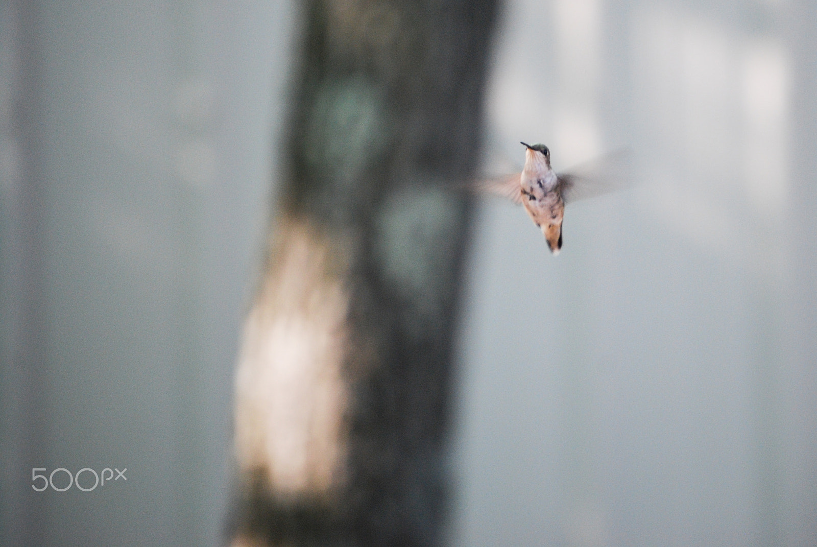Nikon D40X sample photo. Feeding time! photography