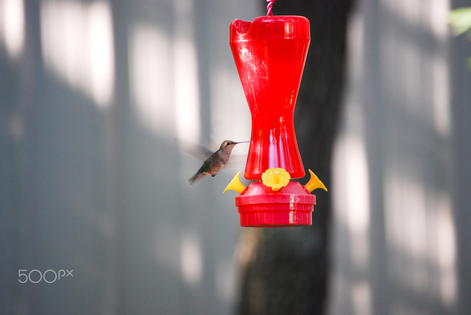 Nikon D40X sample photo. Feeding time! photography