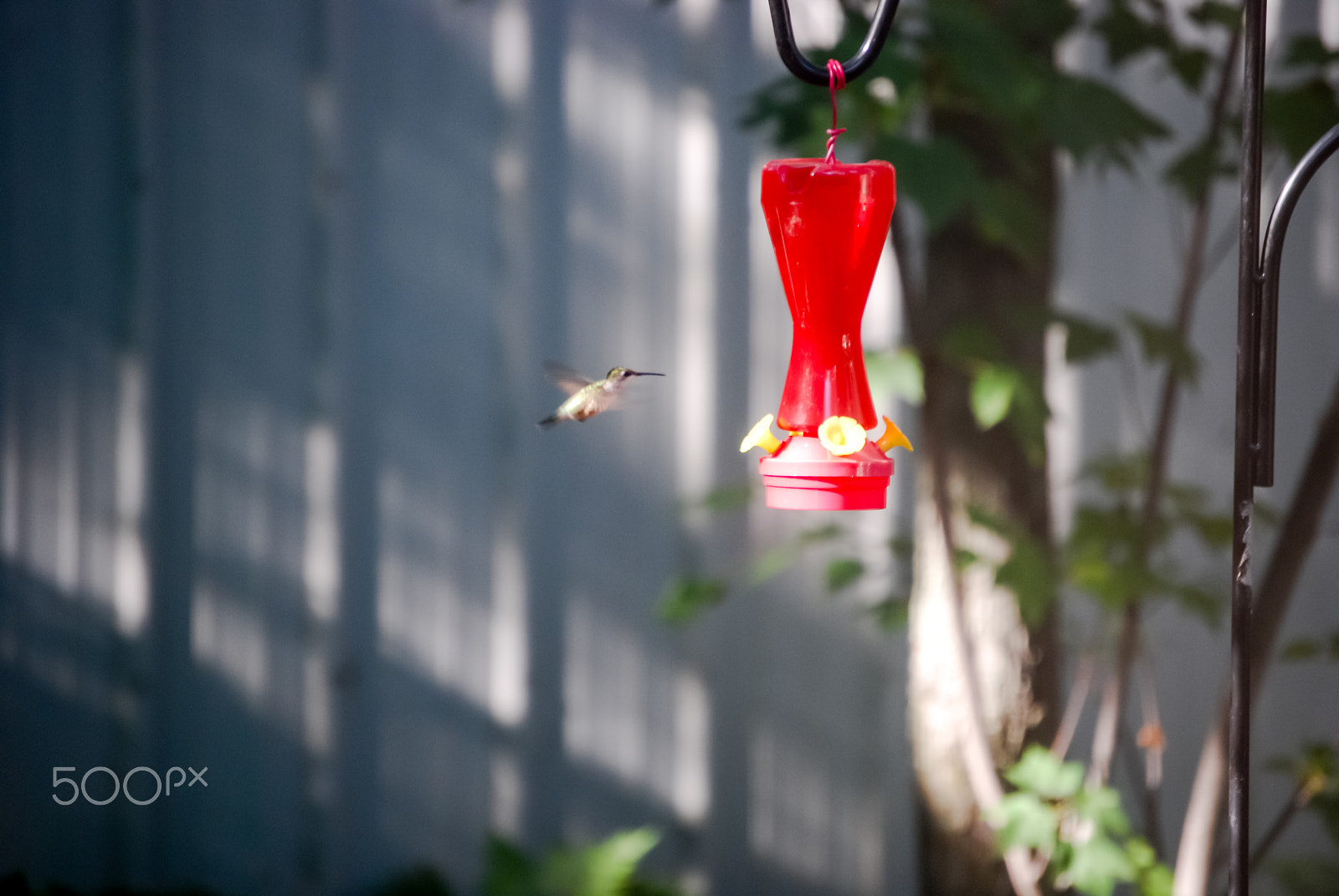 Nikon D40X + Nikon AF-S DX Nikkor 55-200mm F4-5.6G ED sample photo. Feeding time! photography